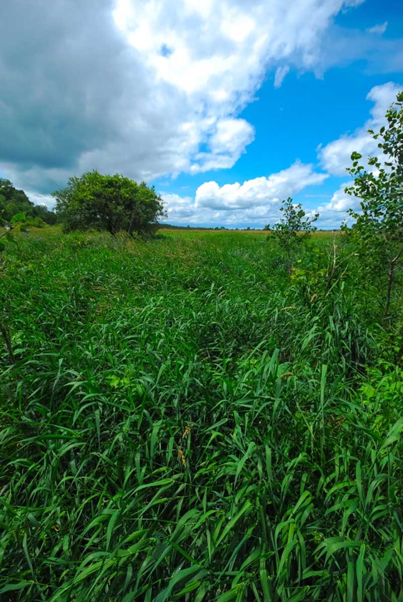 Fountain Creek Wet Prairie NWA