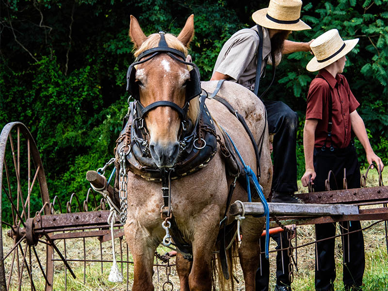 When was Wisconsin Kingston Dalton Amish Settlements founded